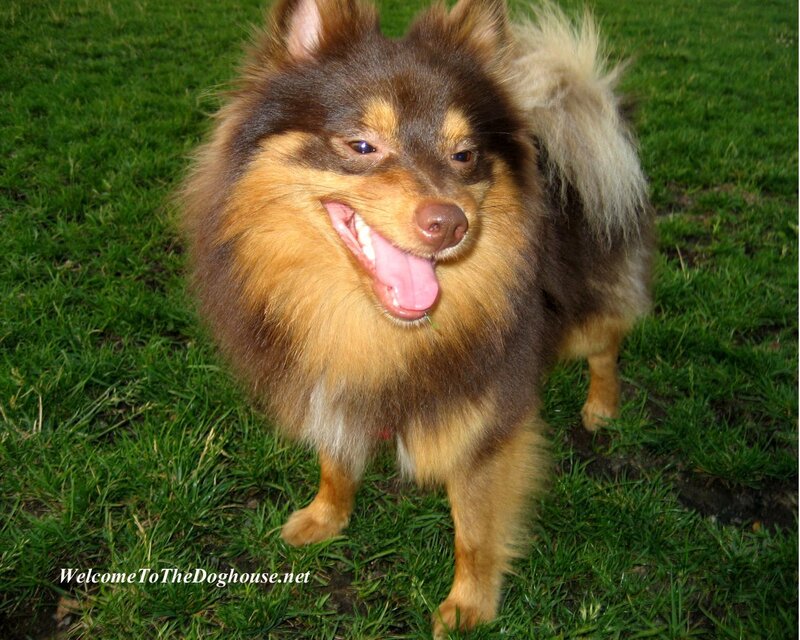 happy dog on grass