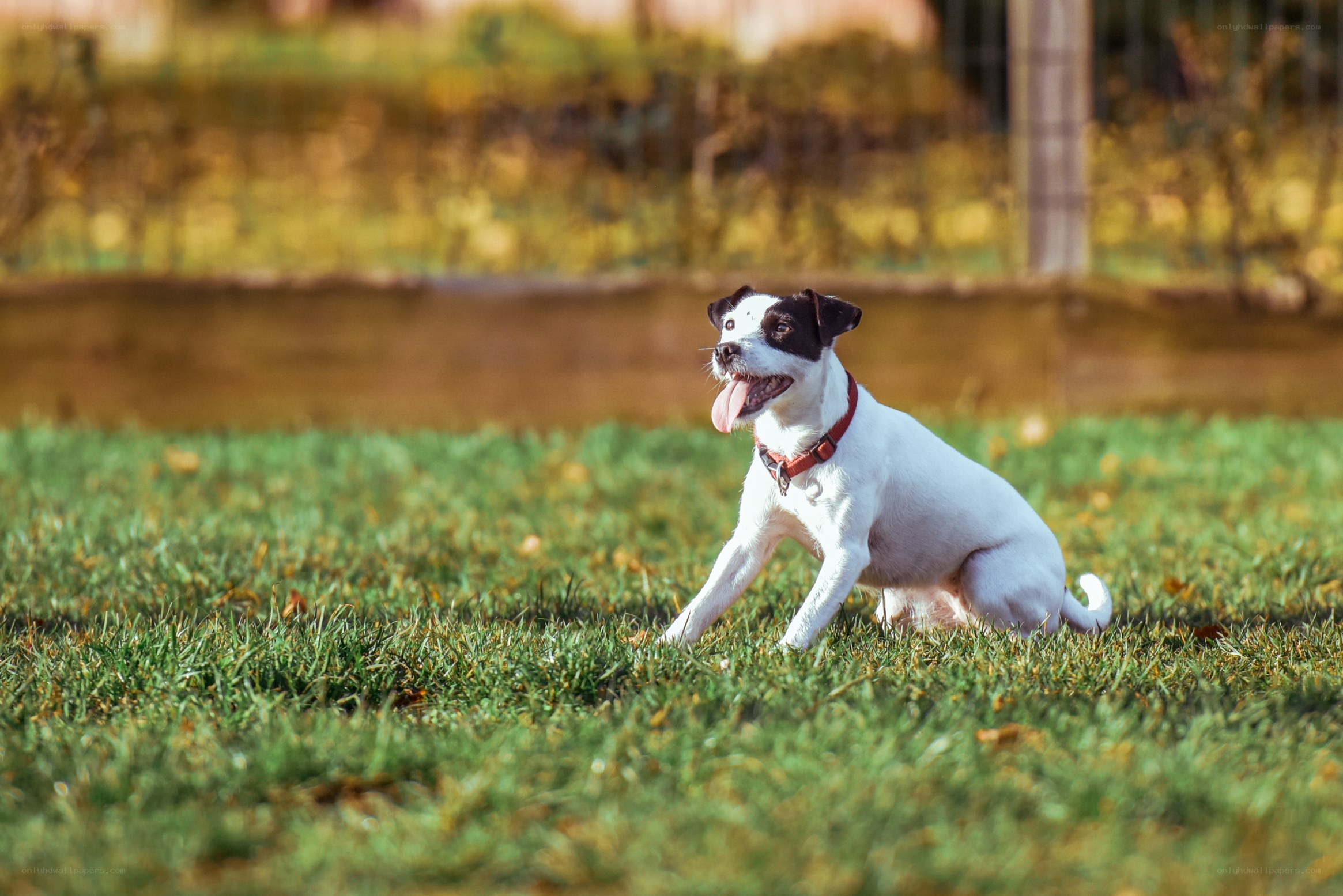 happy dog on grass
