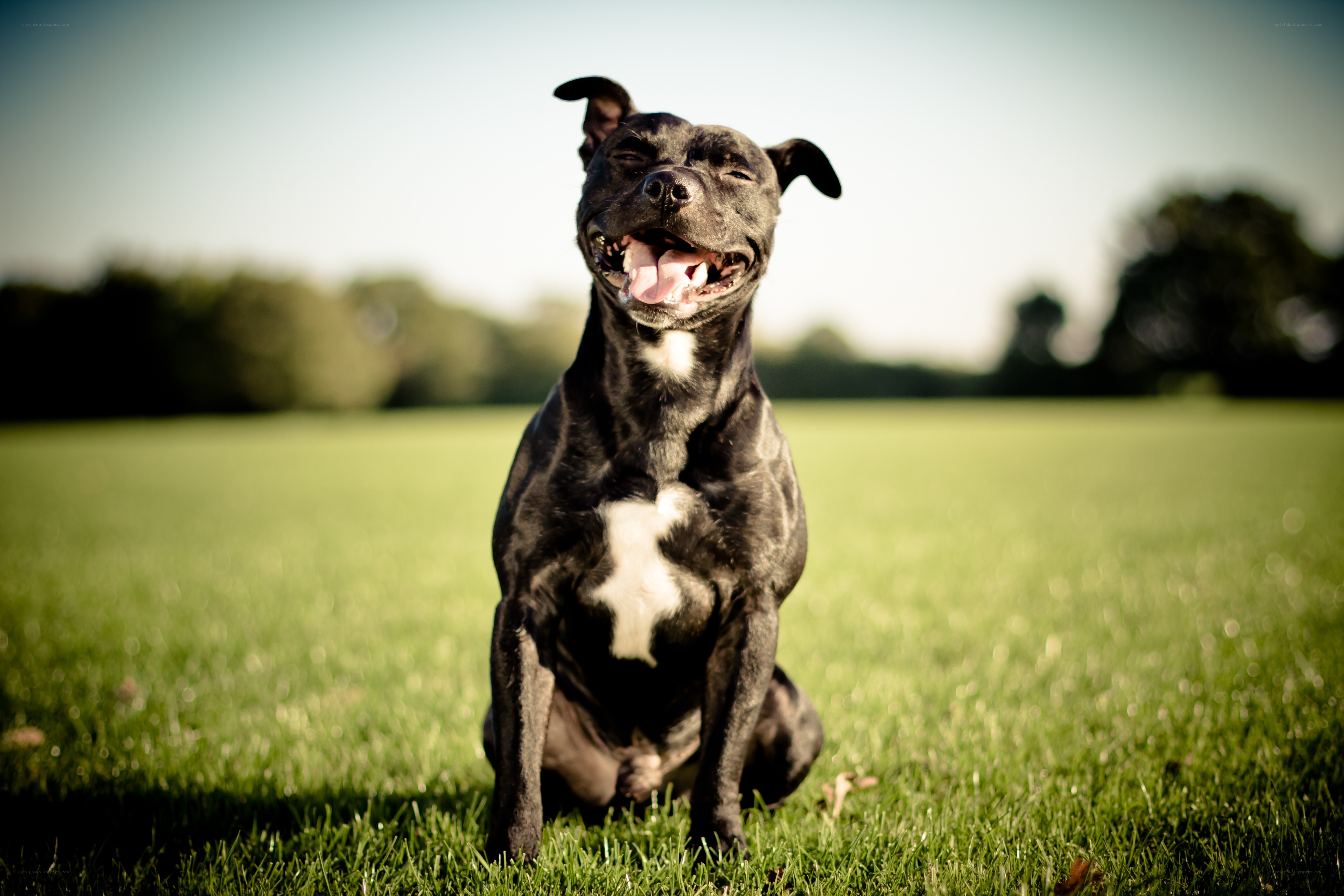 happy dog on grass