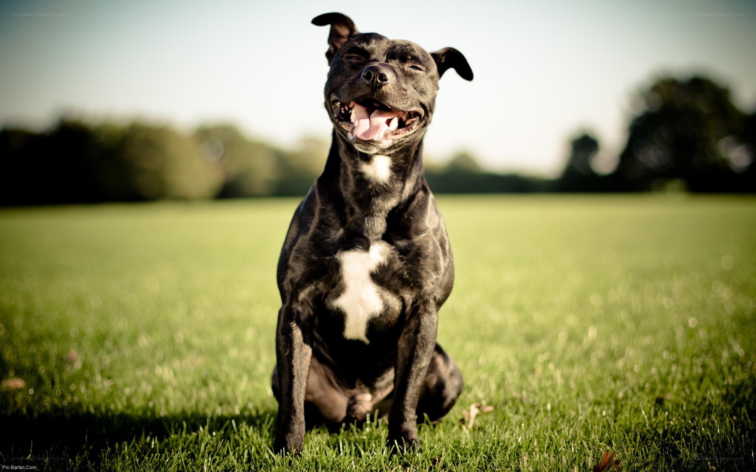 happy dog on grass