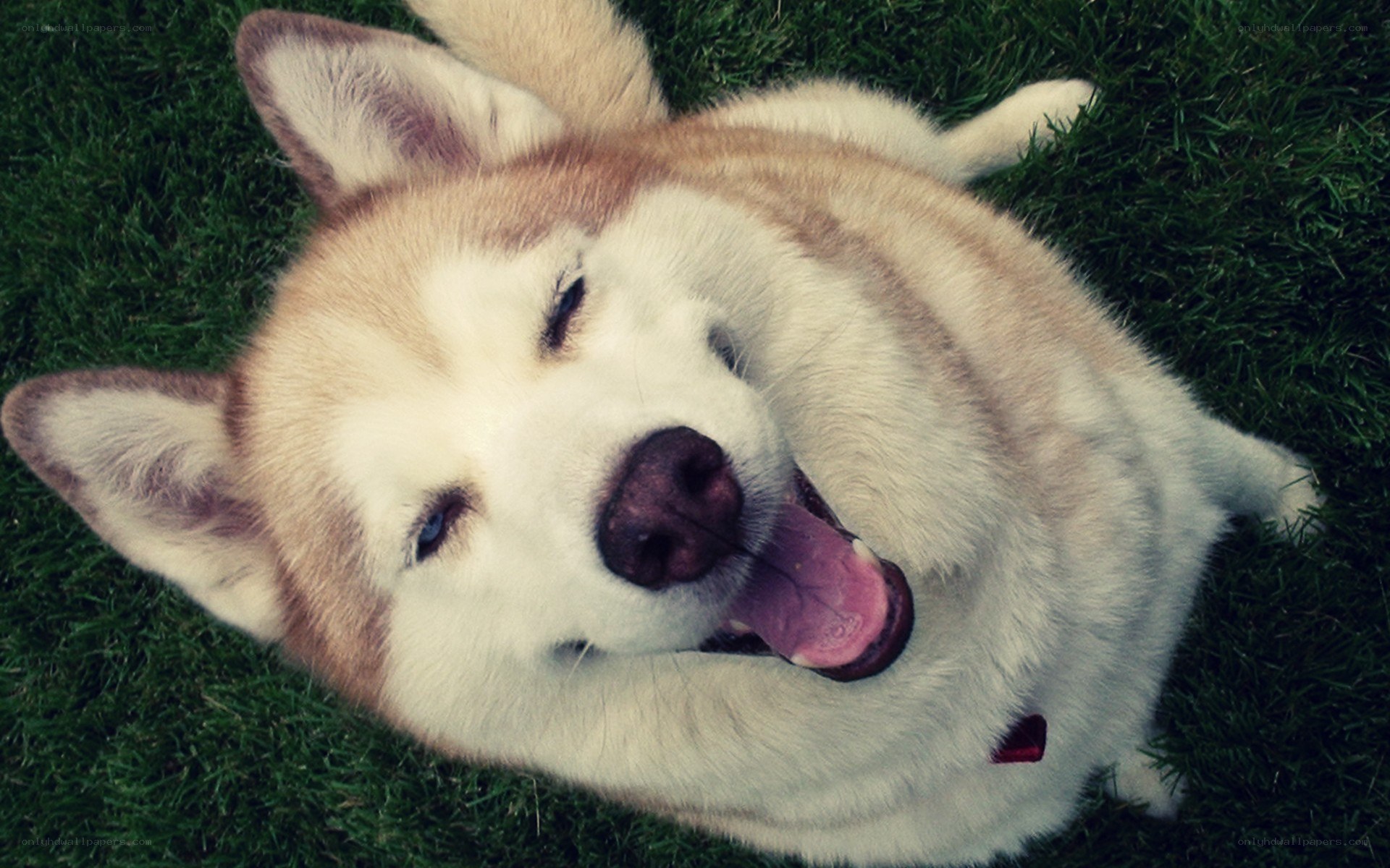 happy dog on grass