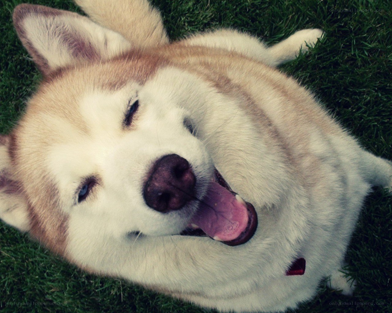 happy dog on grass