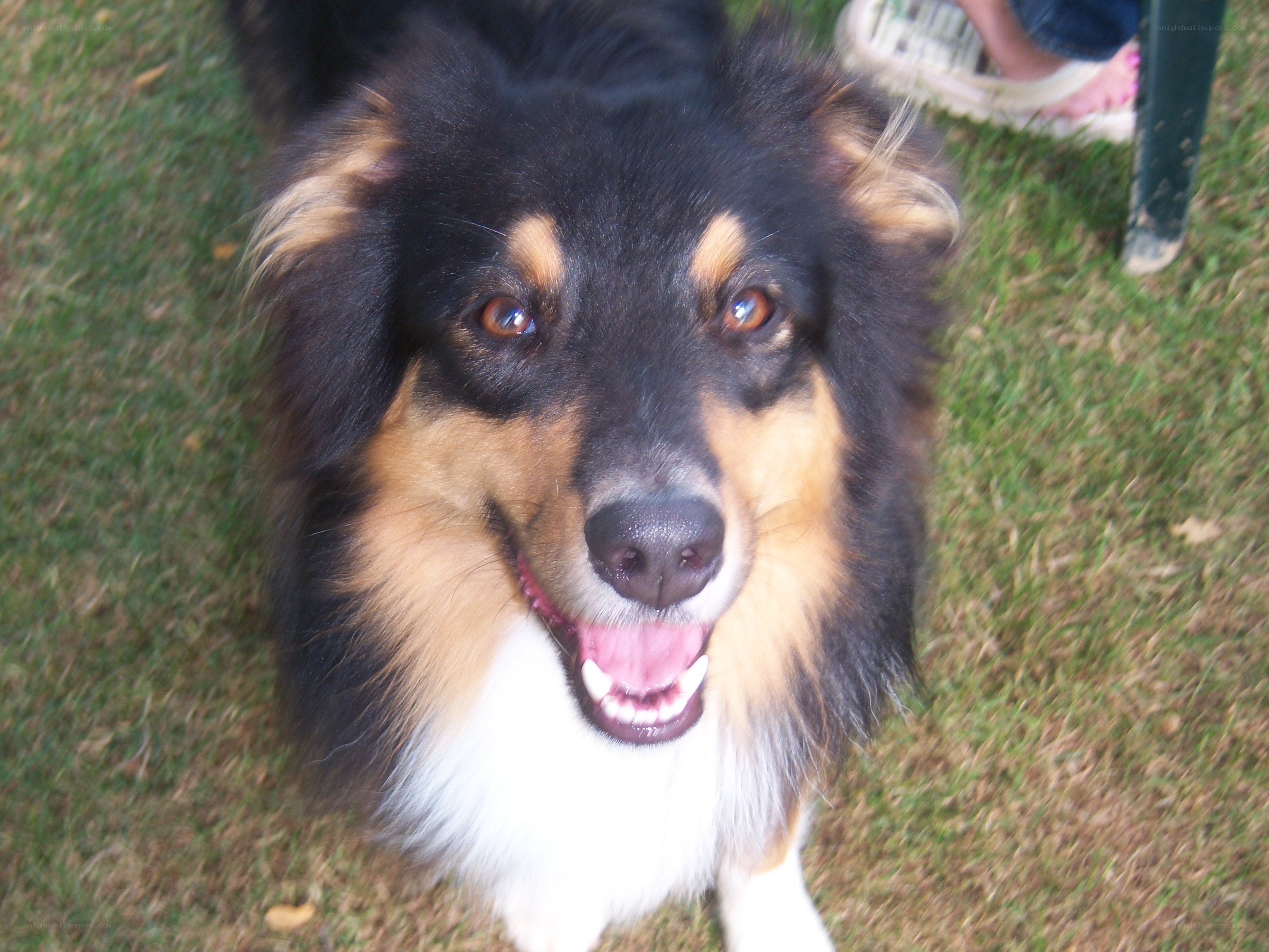 happy dog on grass
