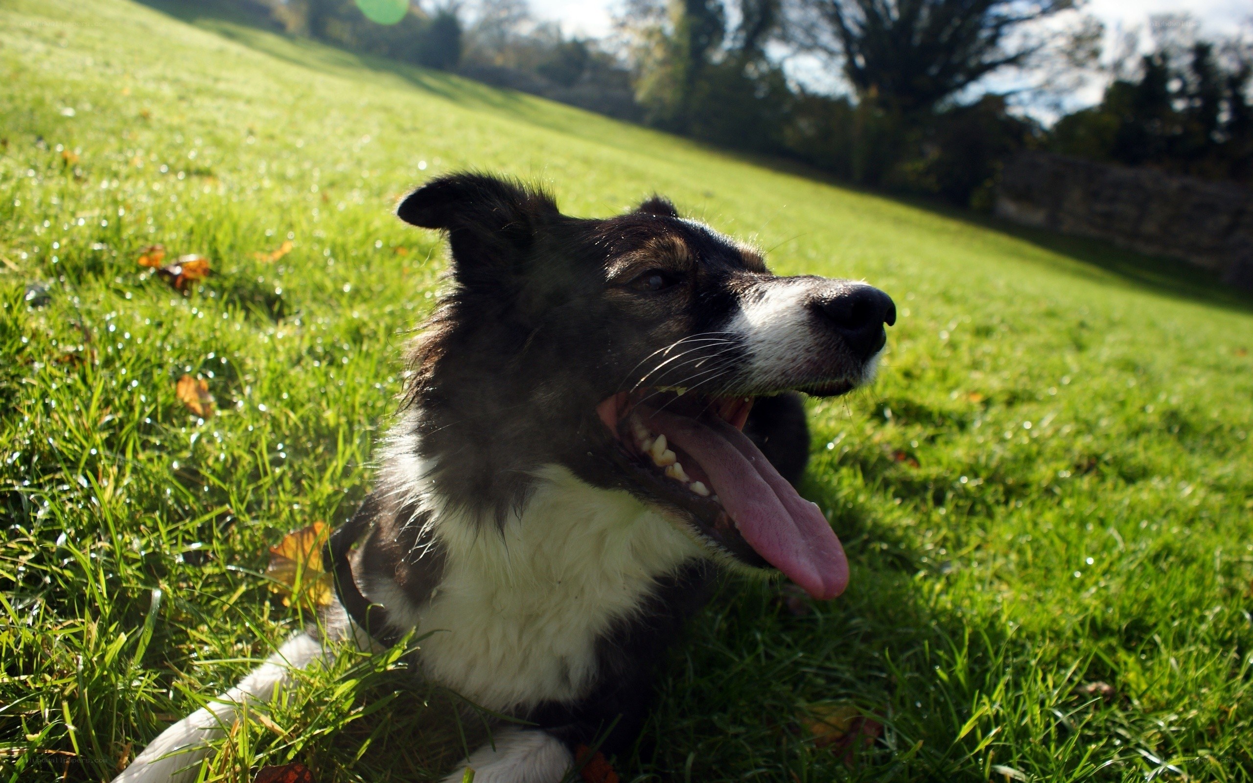 happy dog on grass