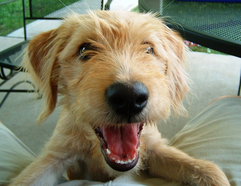 happy dog on lap