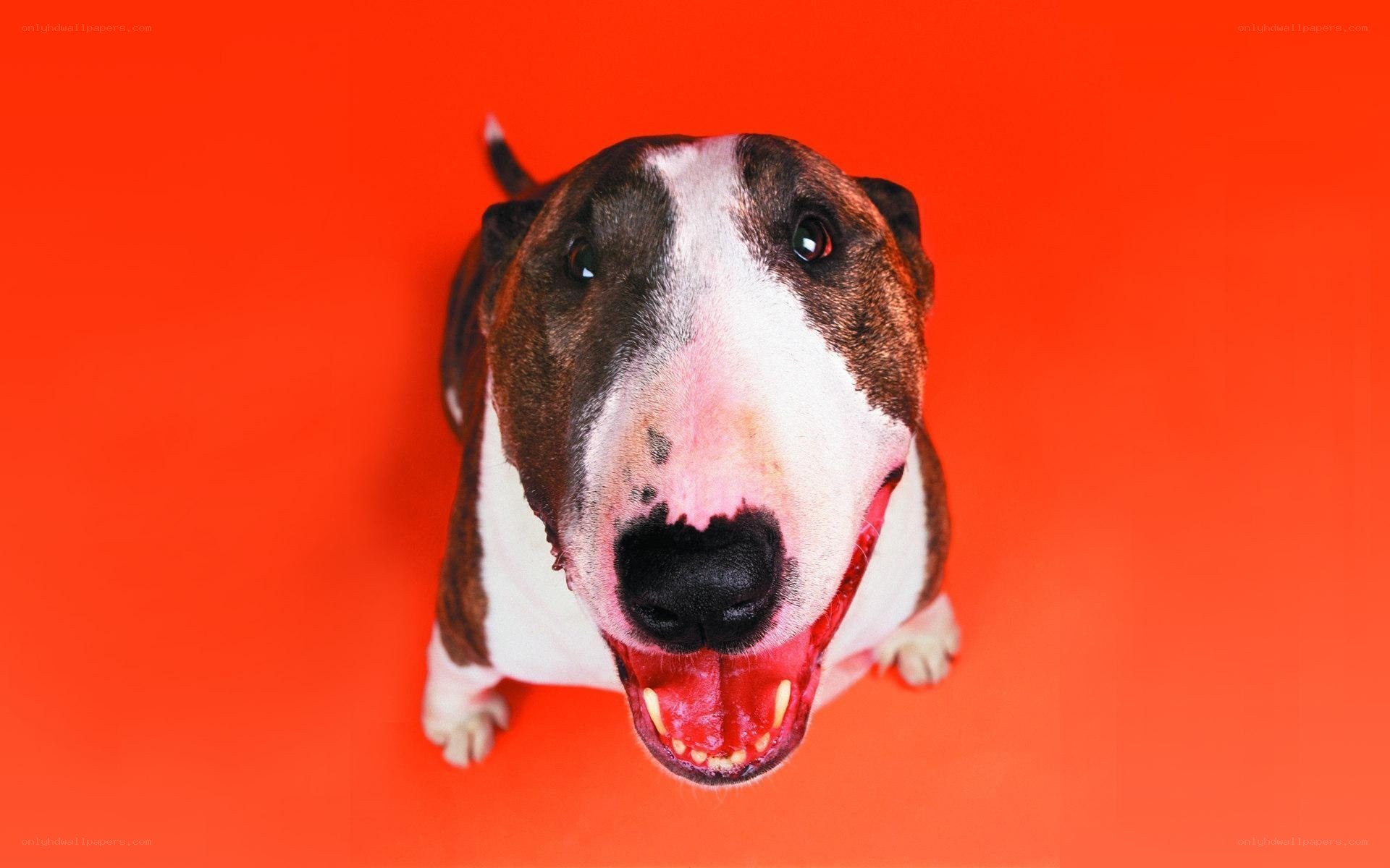 happy dog on red background