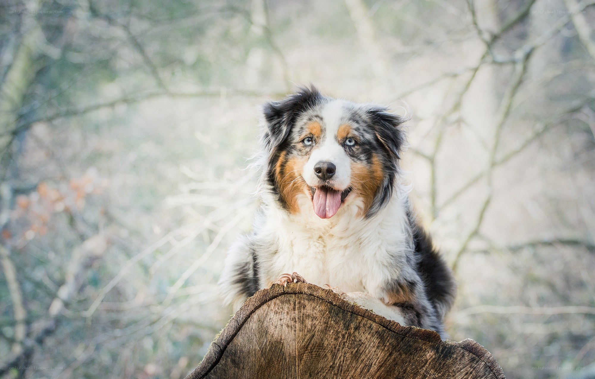 happy dog on tree stump