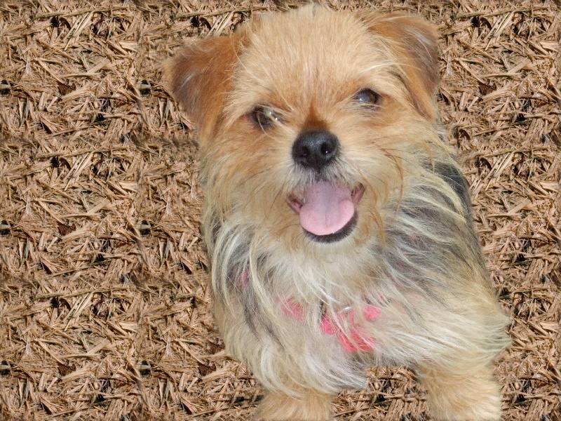 happy dog on wood chips