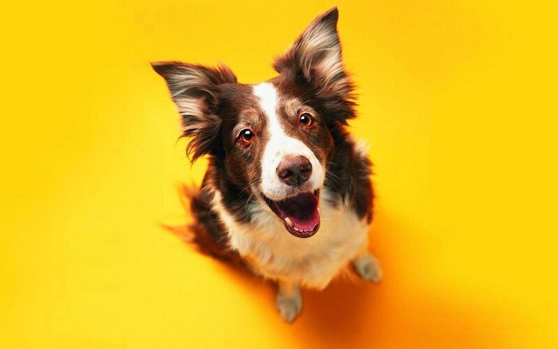 happy dog on yellow background