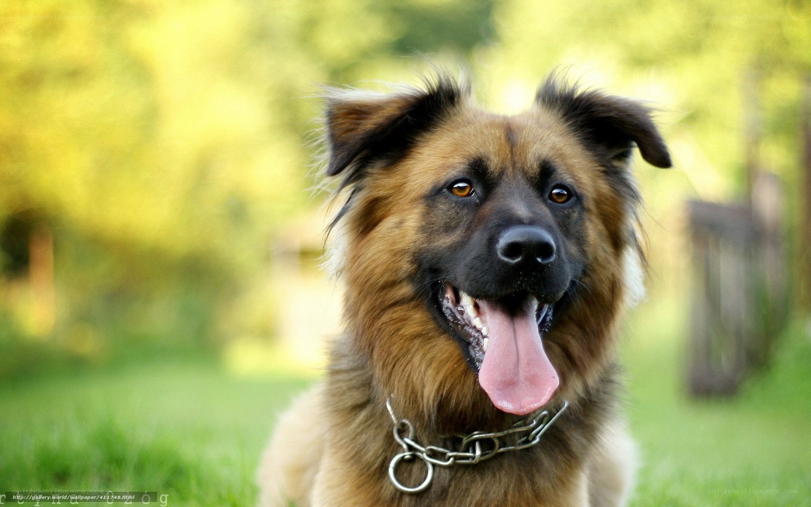 happy dog outdoors