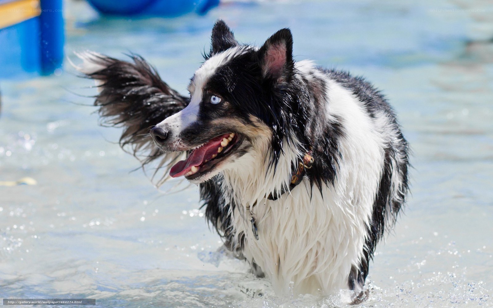 happy dog playing in water