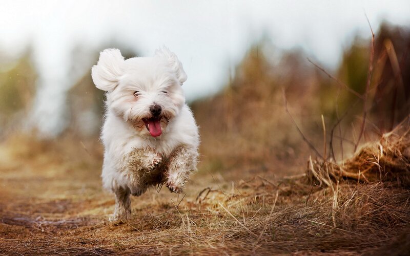 happy dog running in field
