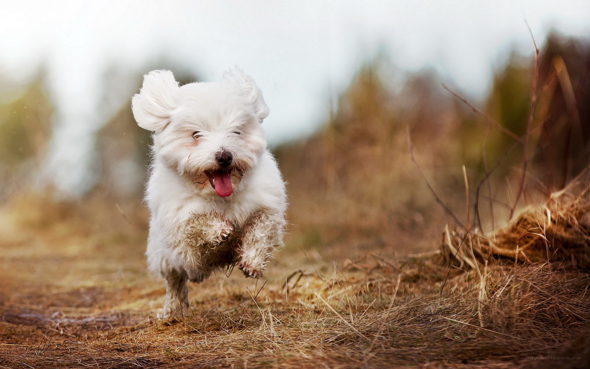 happy dog running in field