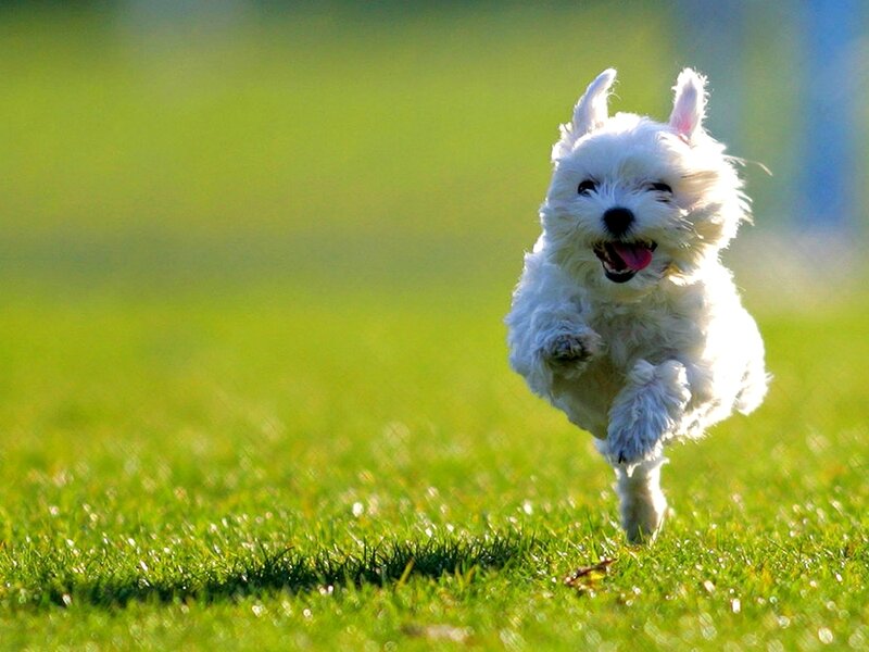 happy dog running on grass