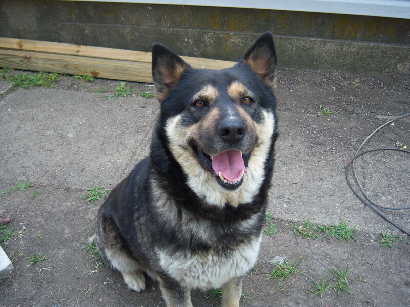 happy dog sitting outside