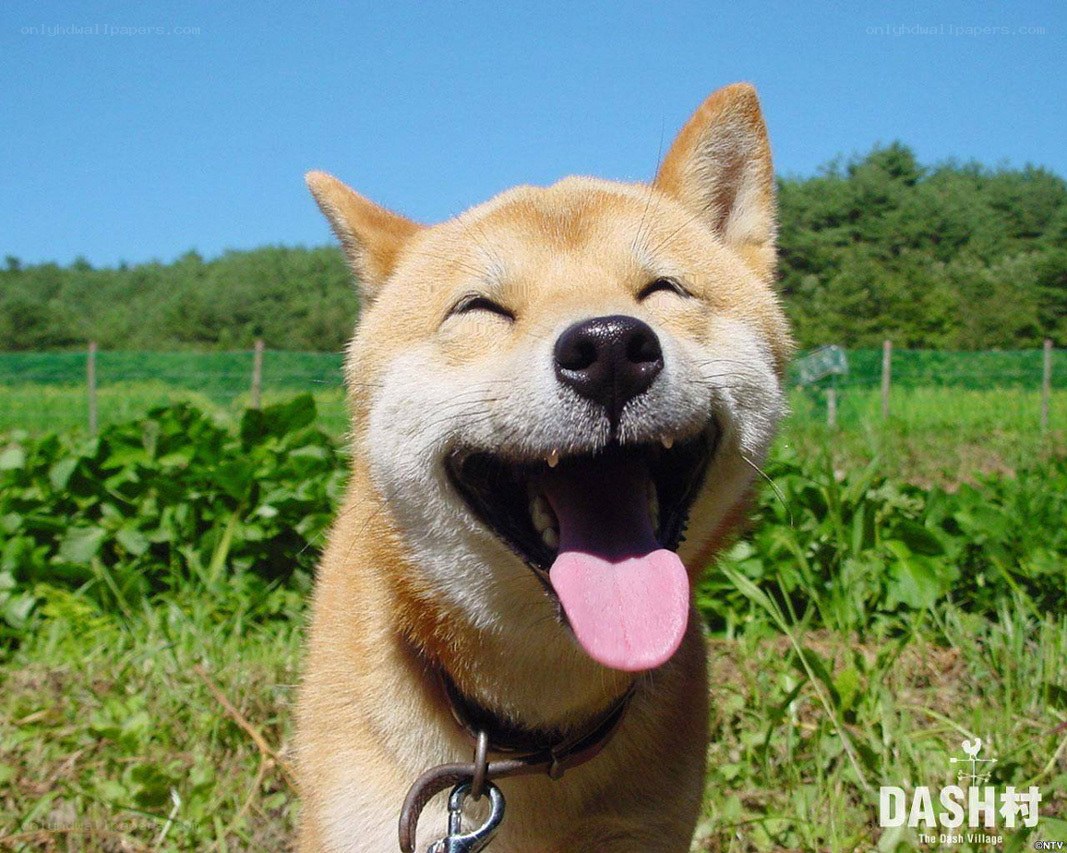 happy dog smiling outdoors