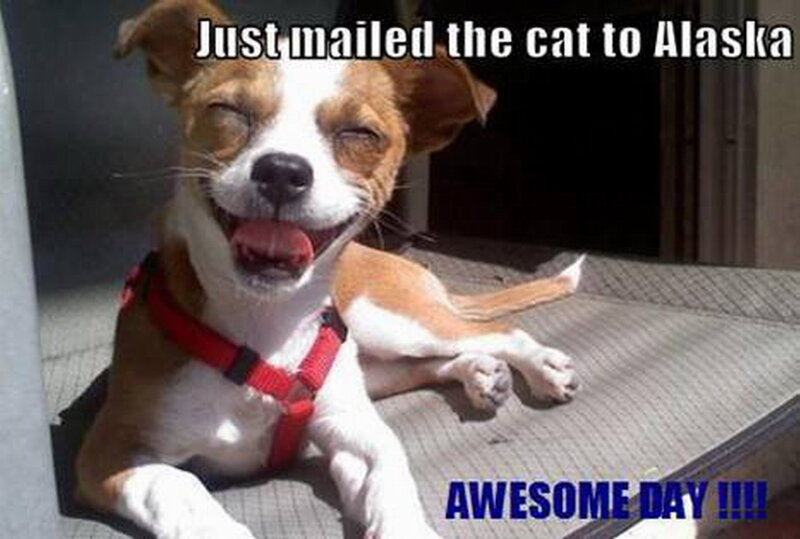 Happy Dog Smiling