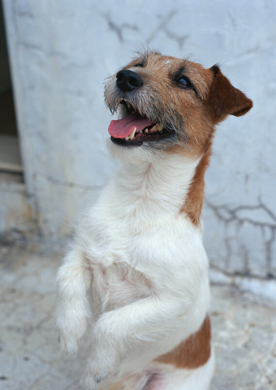 happy dog standing on hind legs