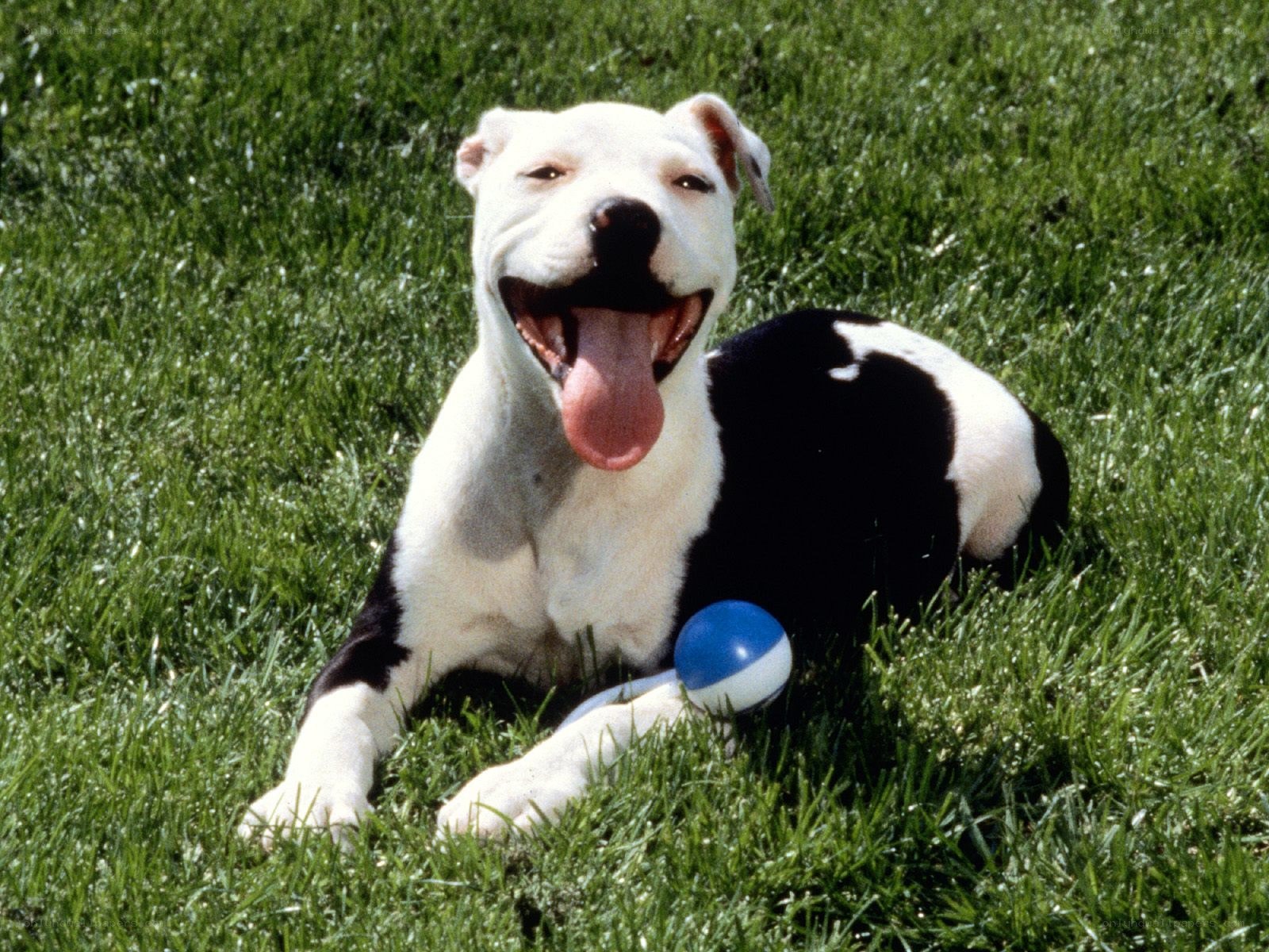 happy dog with ball in grass