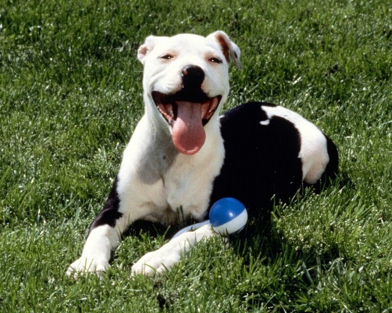 happy dog with ball in grass