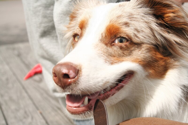 happy dog with brown eyes