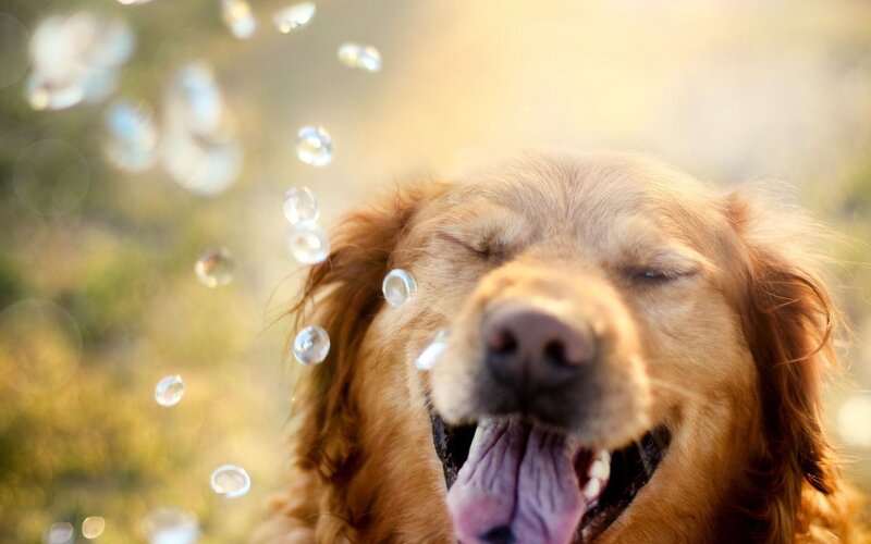 happy dog with bubbles