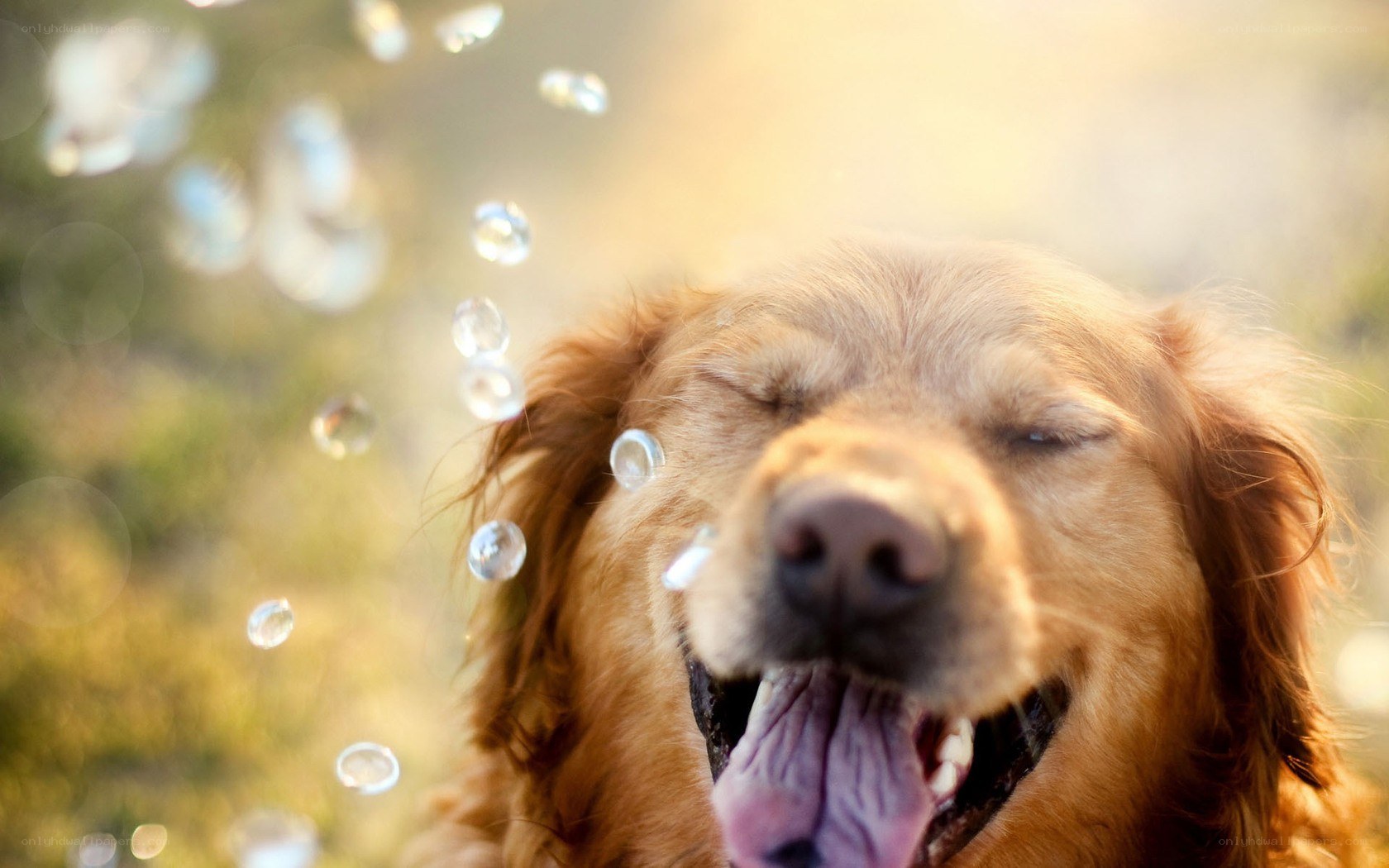 happy dog with bubbles