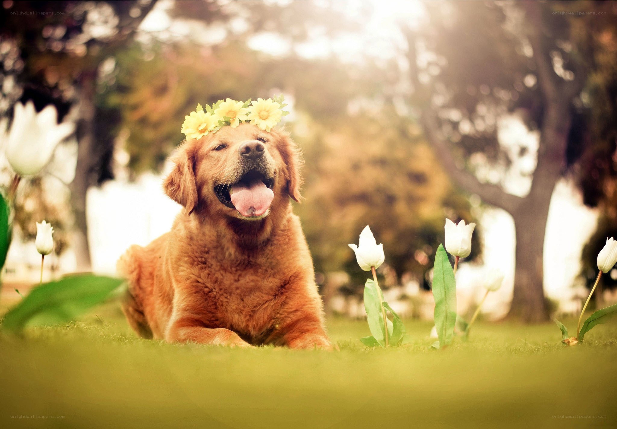 Happy dog with flower crown