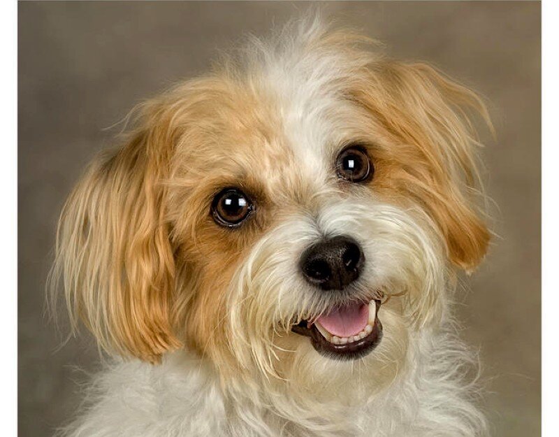happy dog with fluffy fur