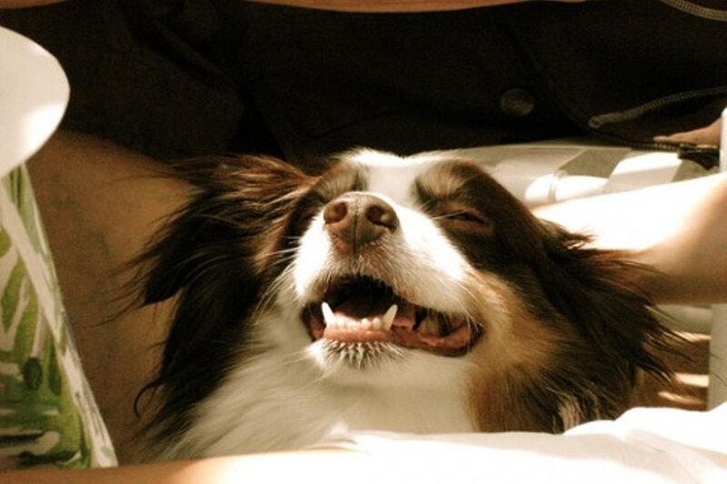 happy dog with open mouth