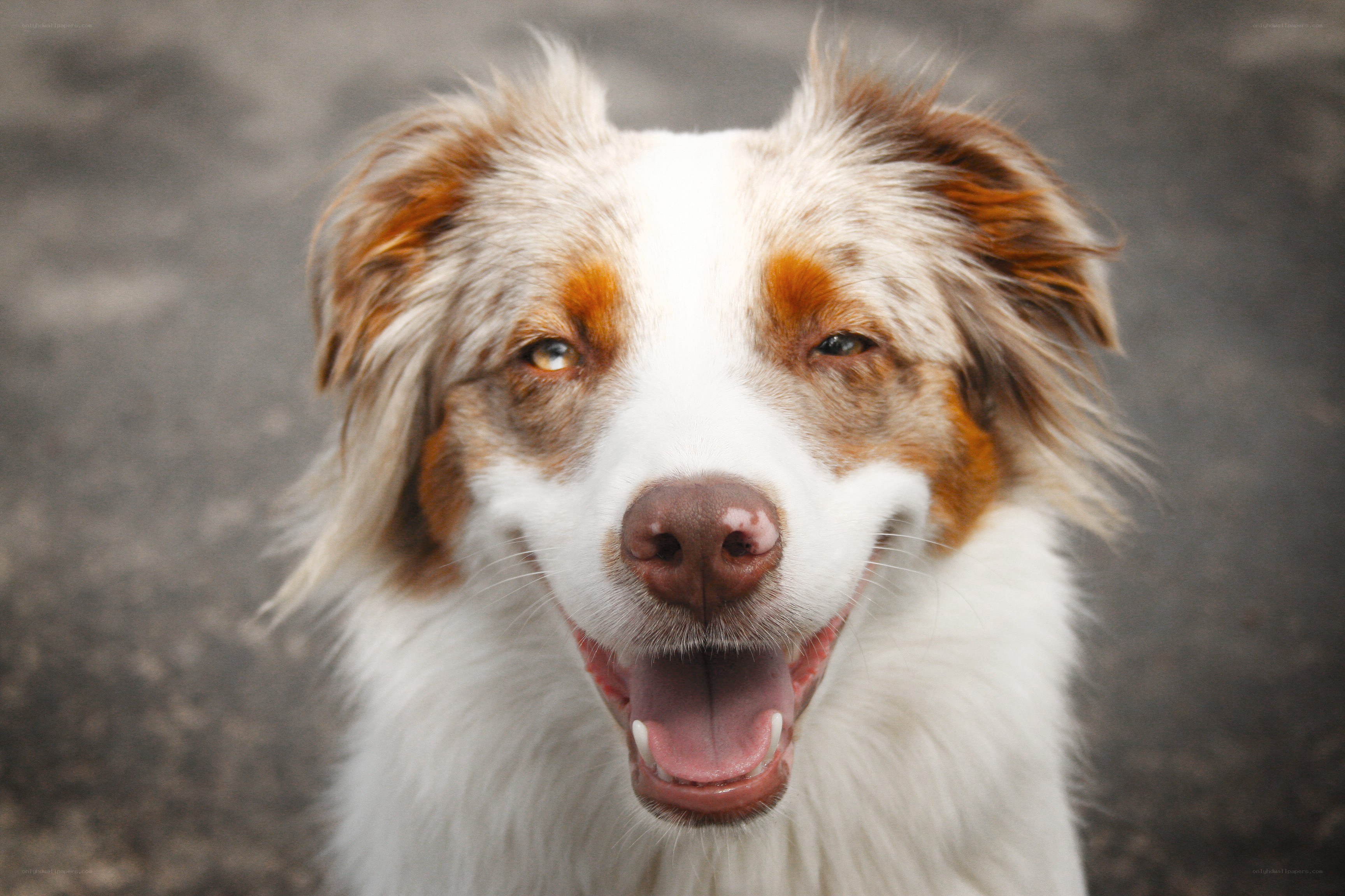happy dog with open mouth