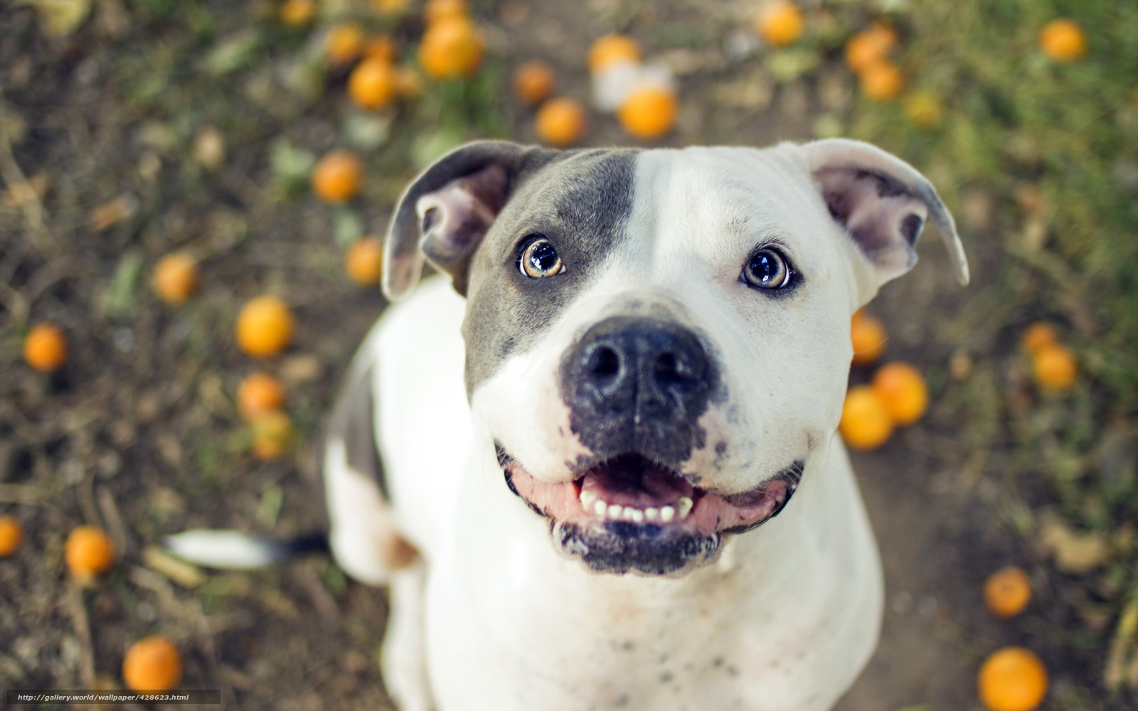 happy dog with oranges