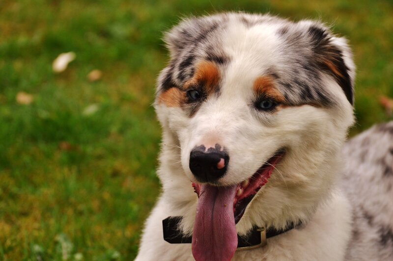 happy dog with tongue out