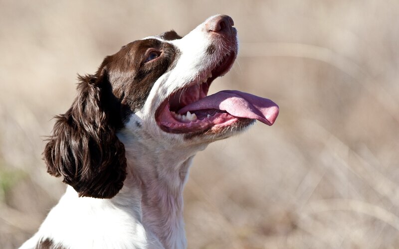 happy dog with tongue out