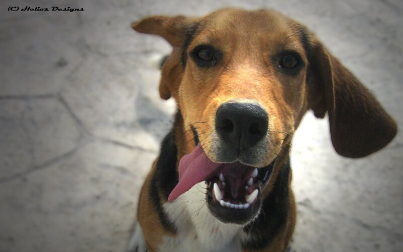 happy dog with tongue out