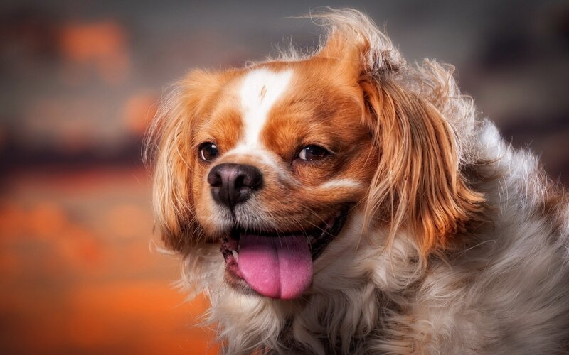 happy dog with tongue out