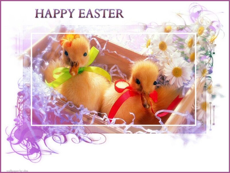 Happy Easter ducklings