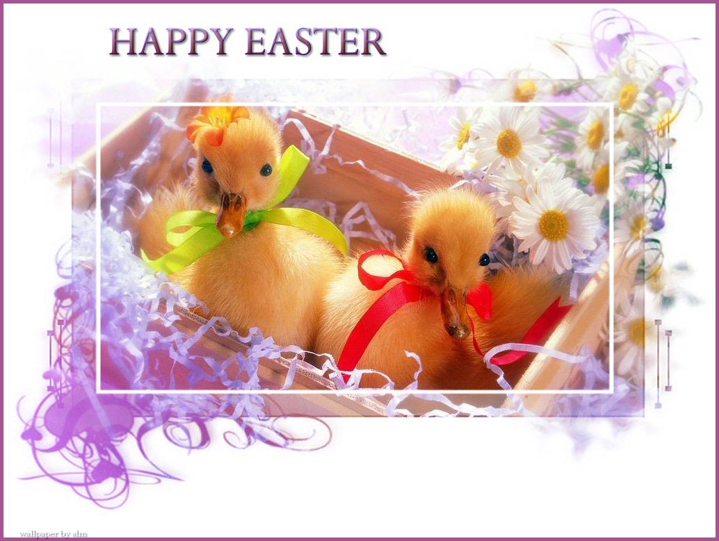 Happy Easter ducklings