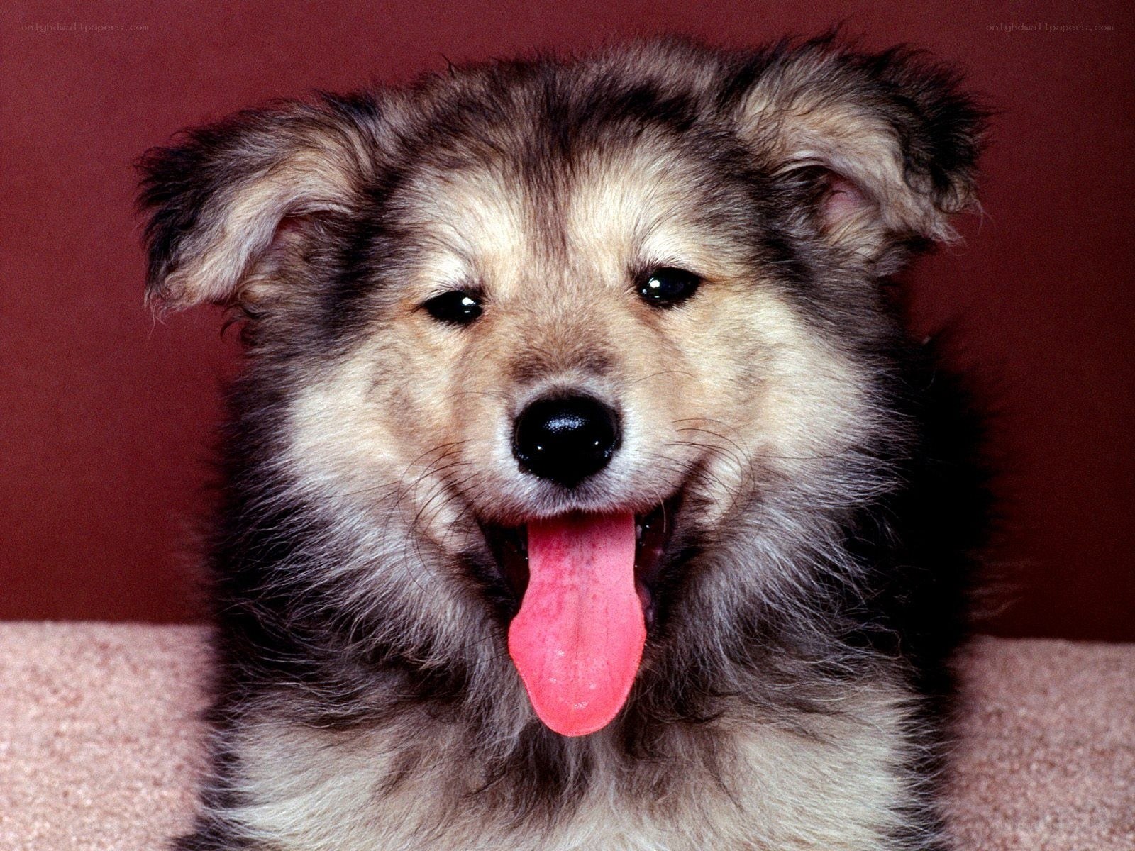 happy fluffy dog portrait