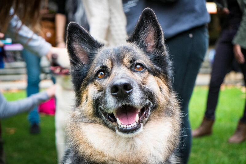 Happy German Shepherd