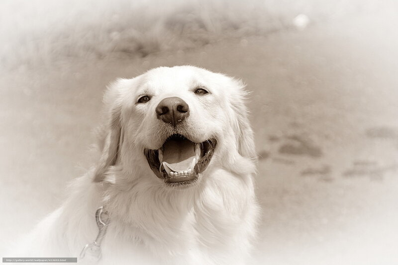 happy golden retriever dog