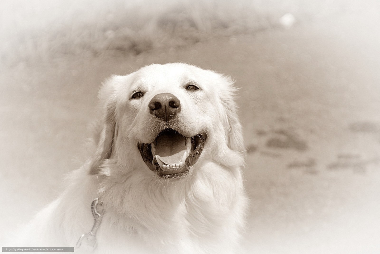 happy golden retriever dog