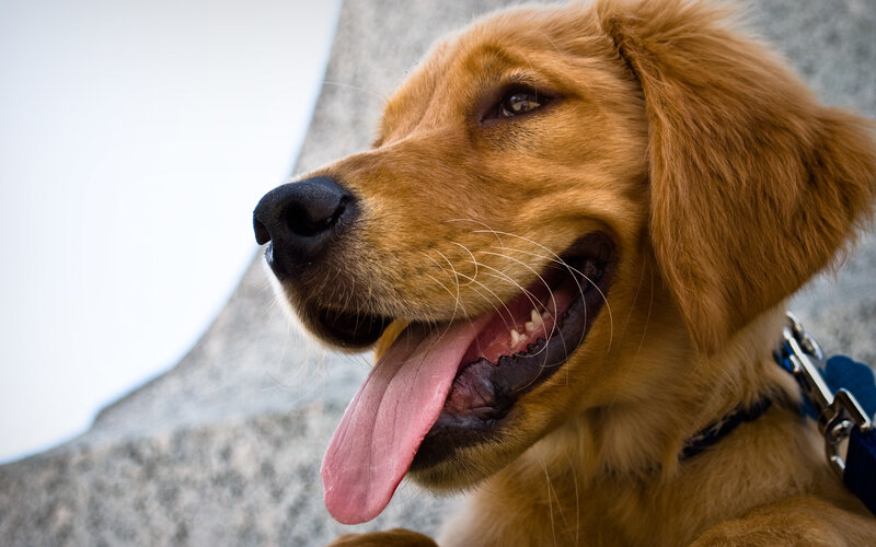 happy golden retriever dog