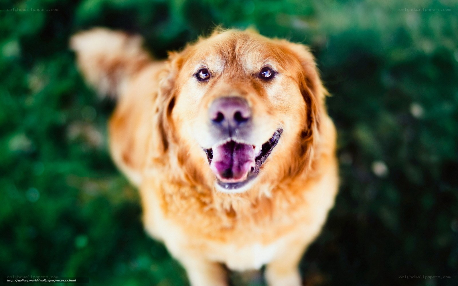 happy golden retriever dog