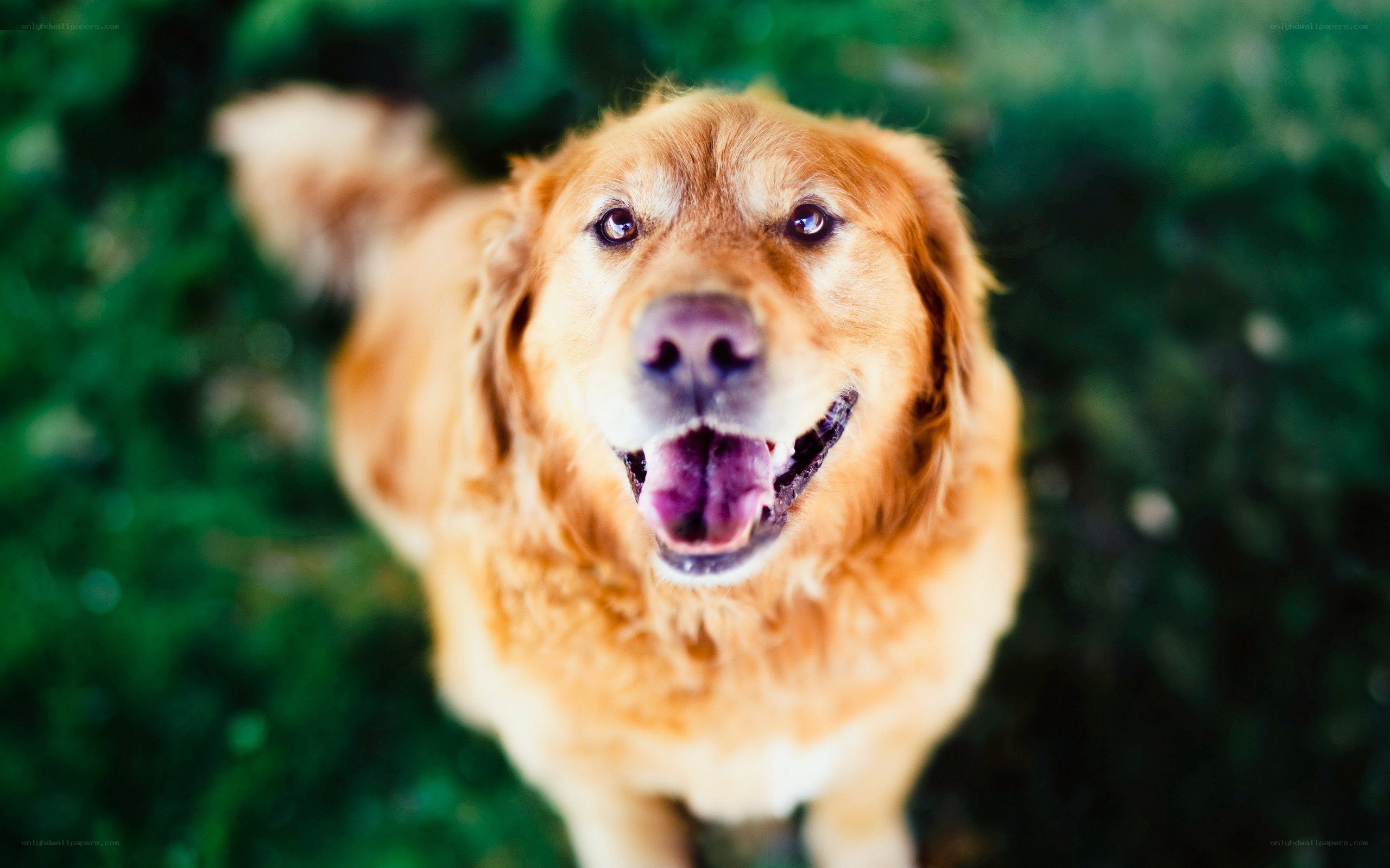 happy golden retriever looking up