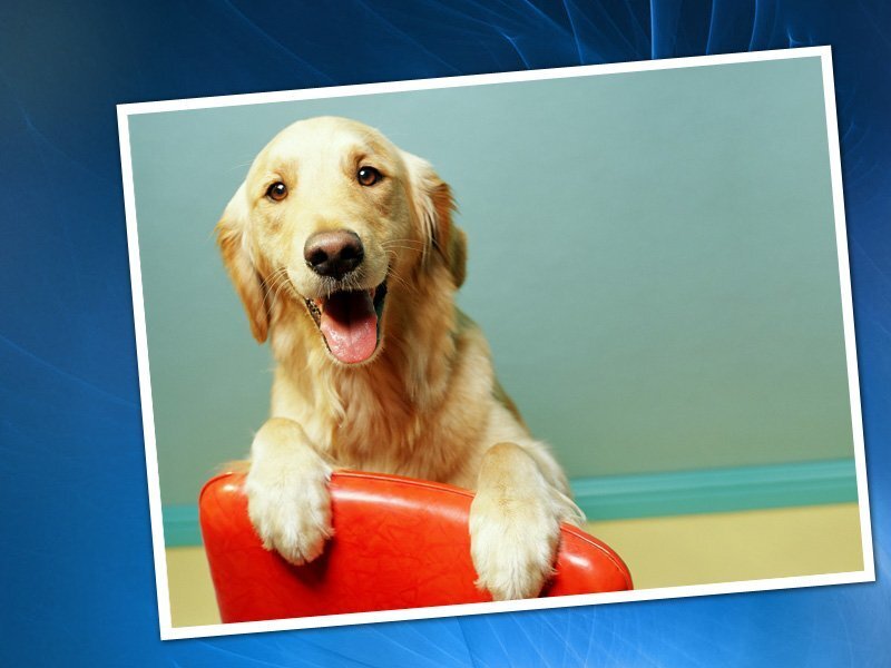happy golden retriever on chair