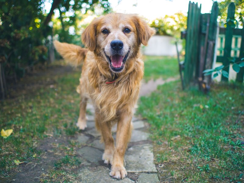 happy golden retriever on path