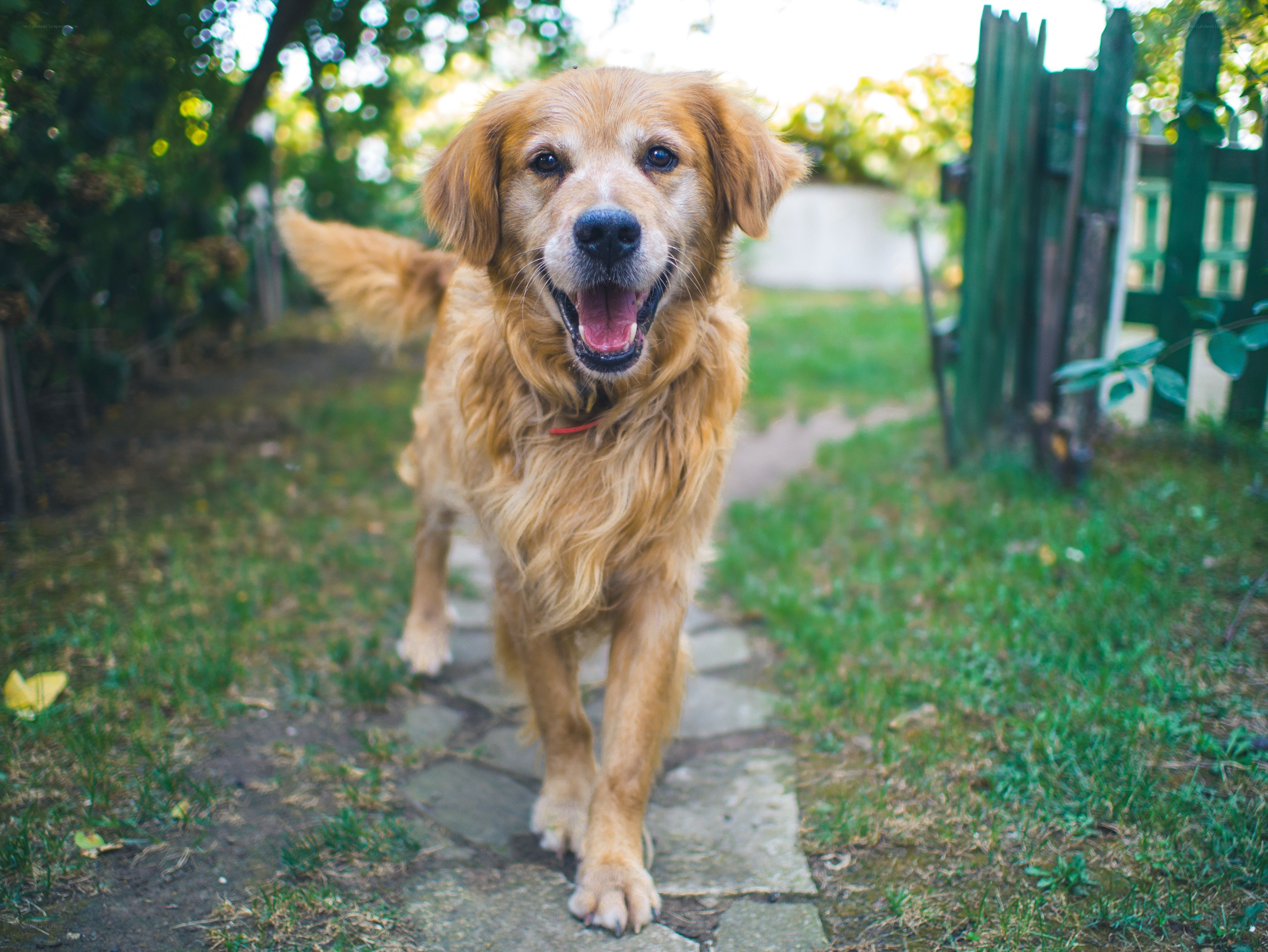 happy golden retriever on path