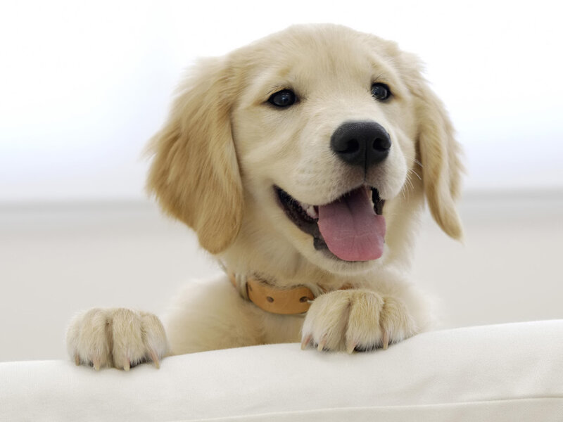 happy golden retriever puppy
