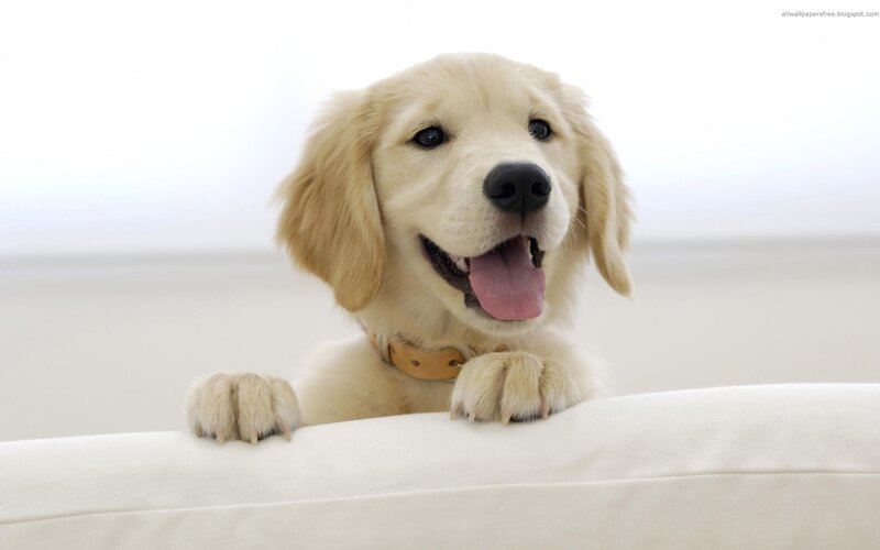 happy golden retriever puppy